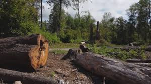Best Tree Cabling and Bracing  in Scott City, KS