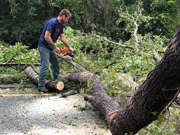 Best Tree Disease Treatment  in Scott City, KS