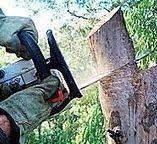 Best Hazardous Tree Removal  in Scott City, KS