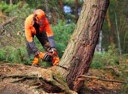 Best Firewood Processing and Delivery  in Scott City, KS