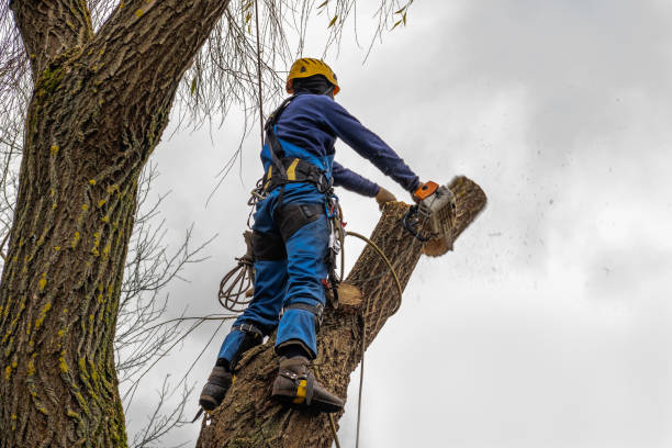 Best Root Management and Removal  in Scott City, KS