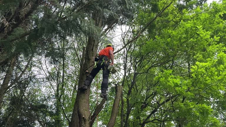 Best Tree Trimming and Pruning  in Scott City, KS