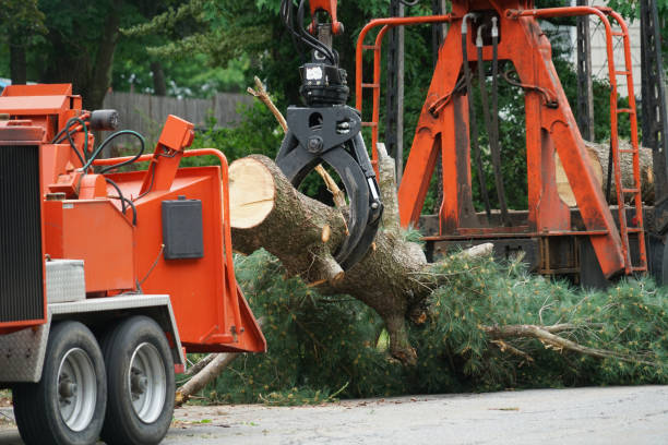 Best Tree Health Inspection  in Scott City, KS
