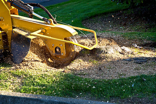 Best Tree Maintenance Programs  in Scott City, KS