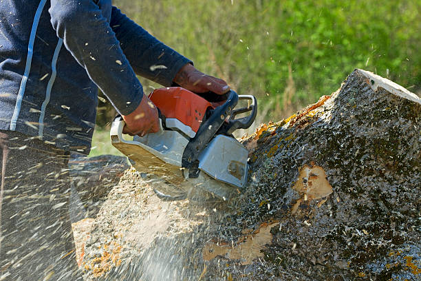 Best Emergency Tree Removal  in Scott City, KS