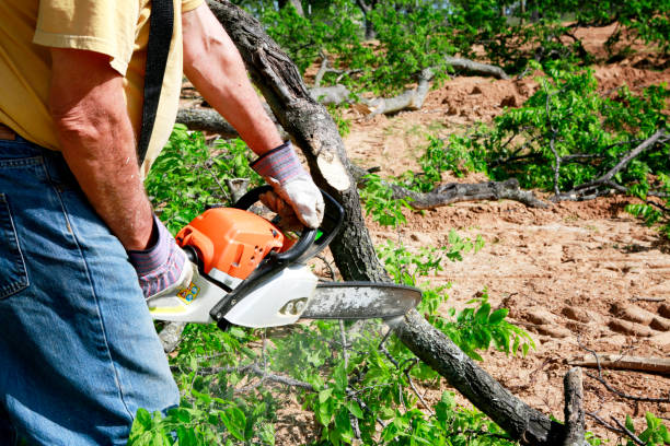 Best Seasonal Cleanup (Spring/Fall)  in Scott City, KS