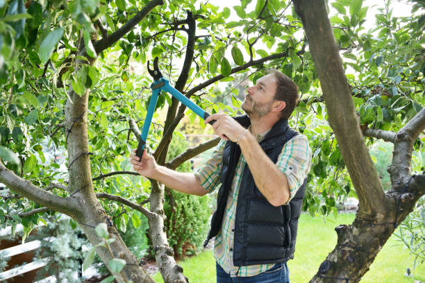 Best Tree and Shrub Care  in Scott City, KS